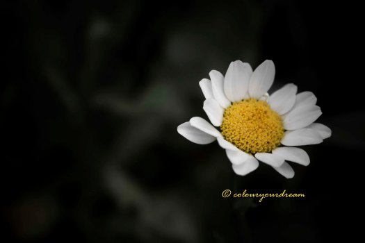 colouryourdream purpose goal dream prayer photography flowers