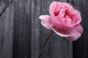 Colouryourdream Purpose Goal Dream Rose