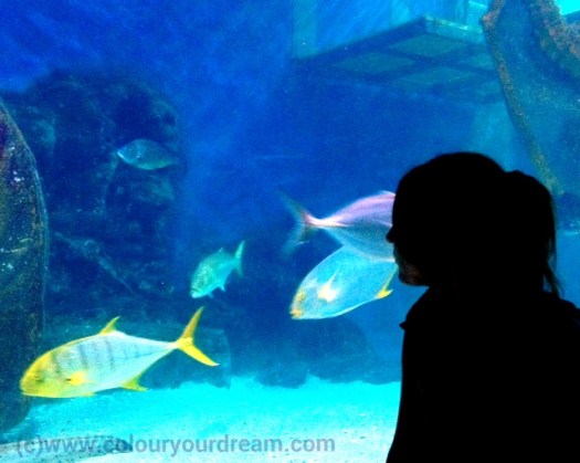 life coaching, life, coaching, gift, purpose, talent